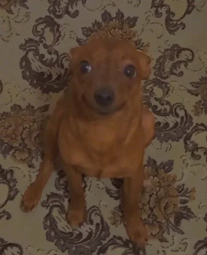 Стикер спим :: @fStikBot - 2