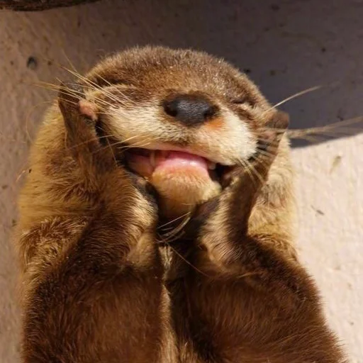 otters for all occasions💕 - 