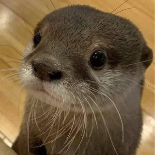 Sticker otters for all occasions💕 - 0