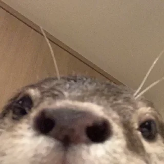 Sticker otters for all occasions💕 - 2