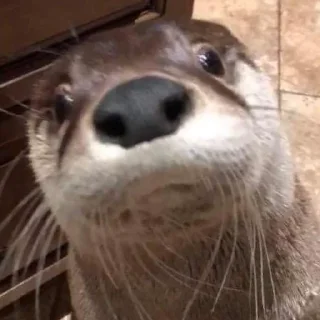 Sticker otters for all occasions💕 - 10