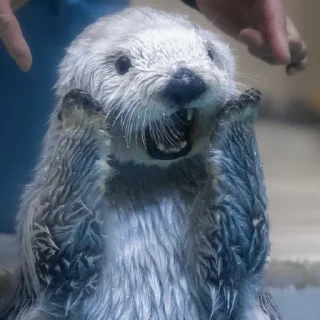 Sticker otters for all occasions💕 - 5