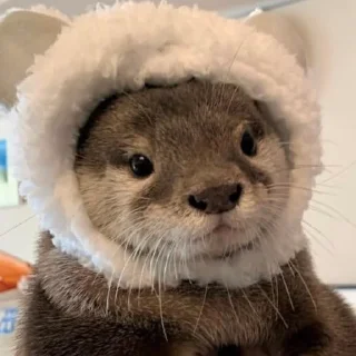 Sticker otters for all occasions💕 - 7