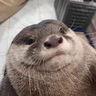 Sticker otters for all occasions💕 - 1