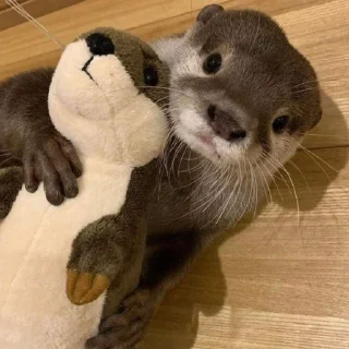 Sticker otters for all occasions💕 - 3