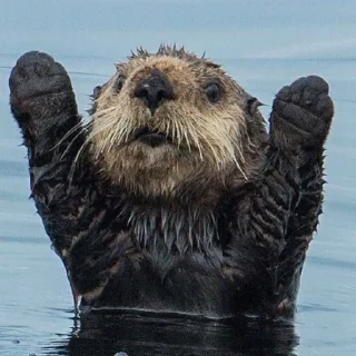 Sticker otters for all occasions💕 - 8