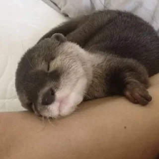 Sticker otters for all occasions💕 - 4