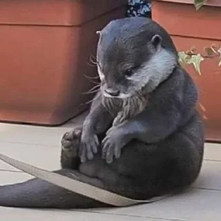 Sticker otters for all occasions💕 - 6