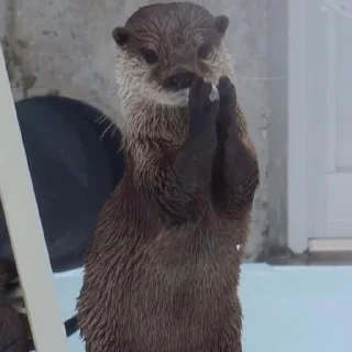 Sticker otters for all occasions💕 - 11