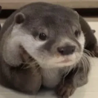 Sticker otters for all occasions💕 - 9