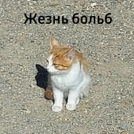 Sticker Зая - 6