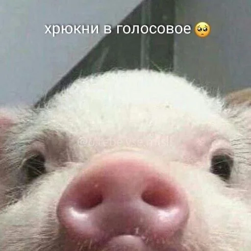 Стикер лин сосёт у рона :: @fStikBot - 3