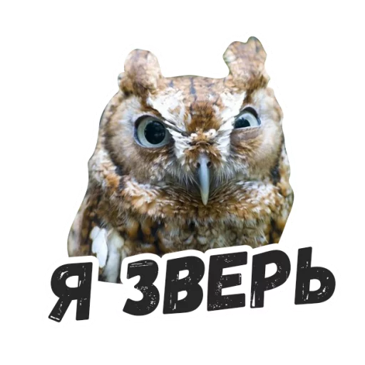 Sticker Жиза сов @lennysticker - 10
