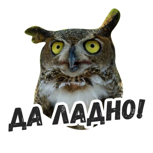 Sticker Жиза сов @lennysticker - 9