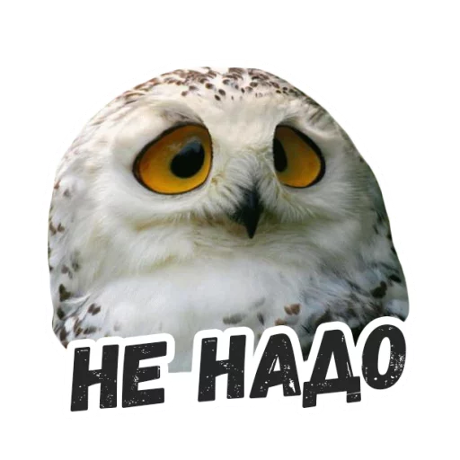 Sticker Жиза сов @lennysticker - 8