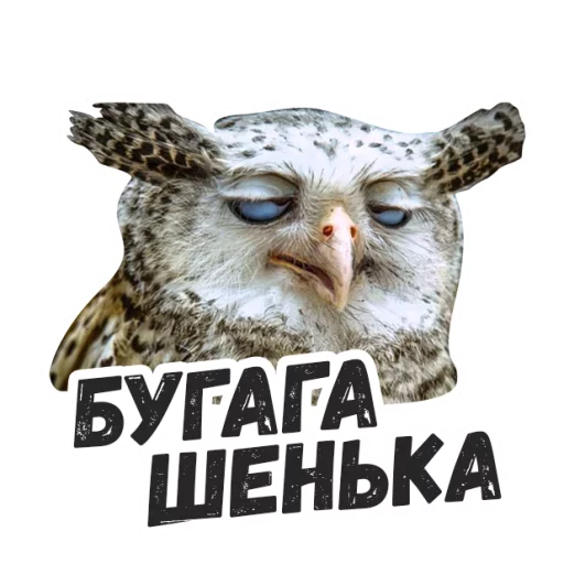 Sticker Жиза сов @lennysticker - 7