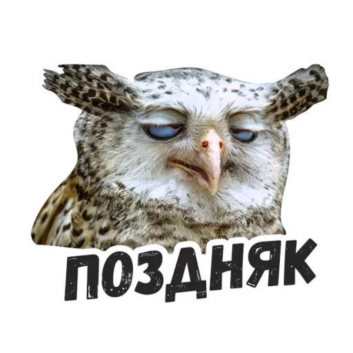 Sticker Жиза сов @lennysticker - 6