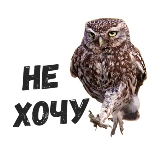 Sticker Жиза сов @lennysticker - 2