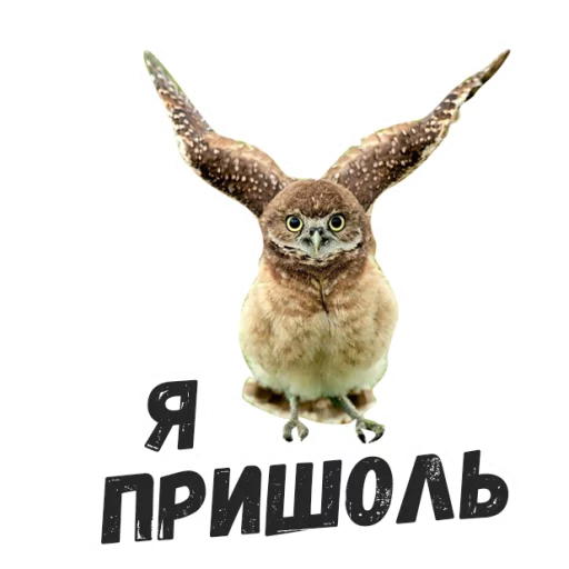 Sticker Жиза сов @lennysticker - 1