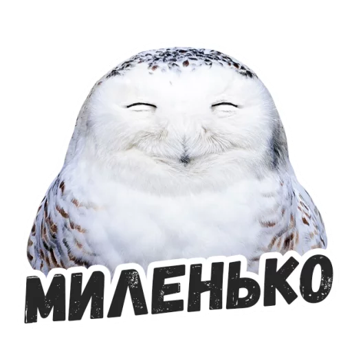 Жиза сов @lennysticker - 