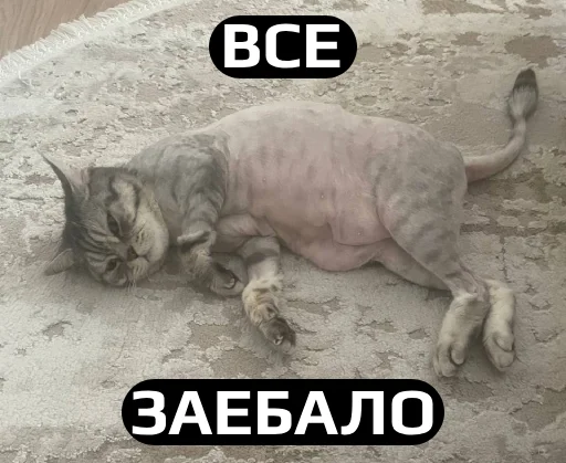 животное млекопитающее кошка