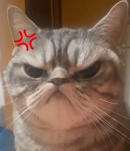 кошка млекопитающее домашняя кошка