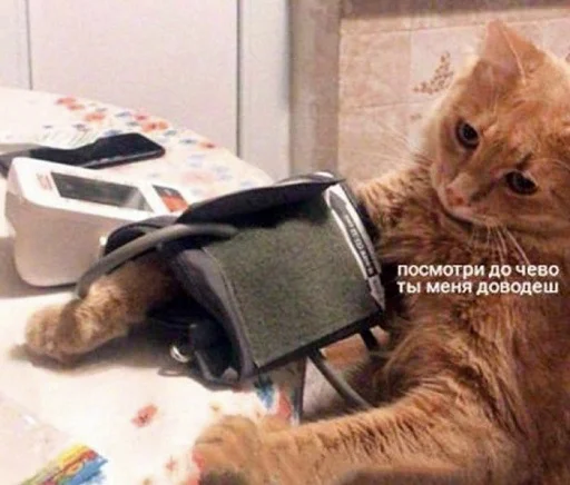 СМС кошки малого и среднего размера комнатный