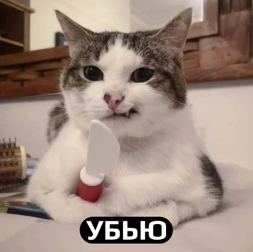 small to medium-sized cats mammal cat