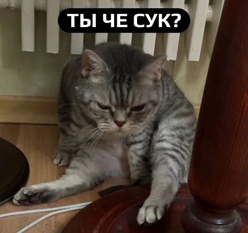 domestic cat small to medium-sized cats felidae