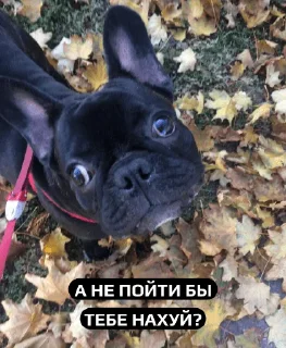 Стикер Вахуе - 6