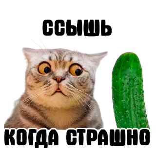 Sticker УСТРИЧНАЯ - 3
