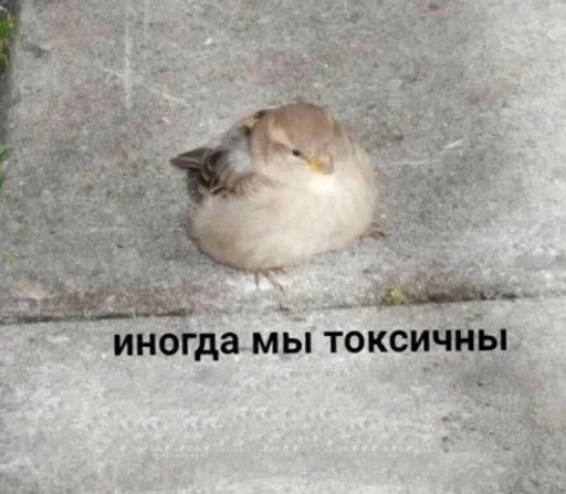 Стикер ozsIiFW_by_achestickbot - 1