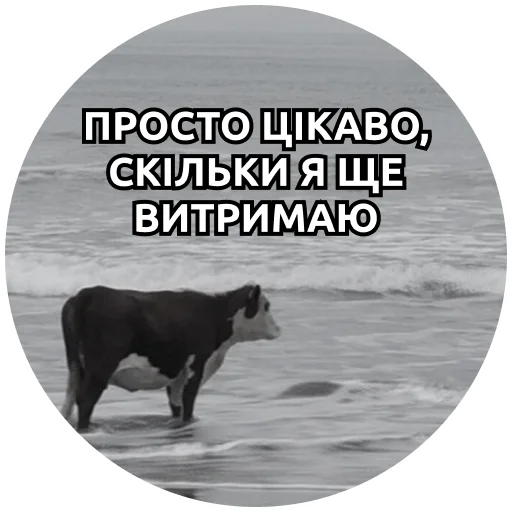 Стикер p4kk0s - 1