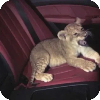 Sticker Больше стиков тут: @stikery4 - 7