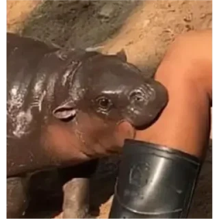 Стикер Hippo - 11