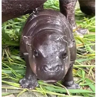 Стикер Hippo - 3