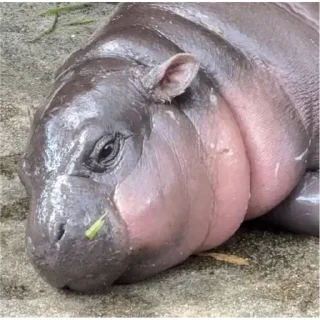 Стикер Hippo - 7