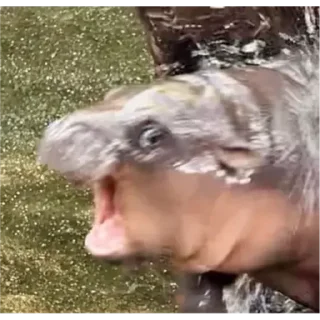 Стикер Hippo - 8