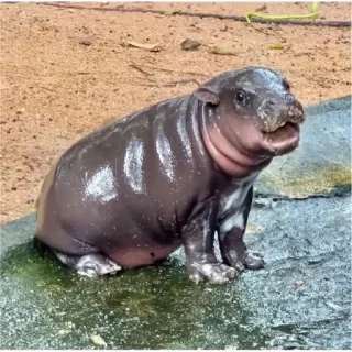 Стикер Hippo - 2