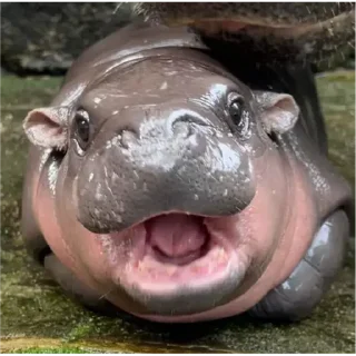 Стикер Hippo - 9