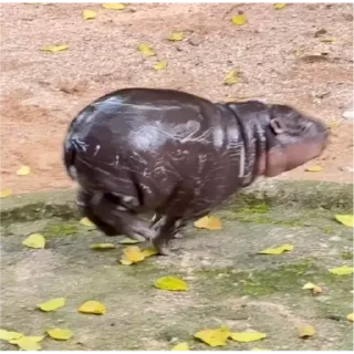 Стикер Hippo - 1