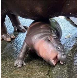 Стикер Hippo - 6