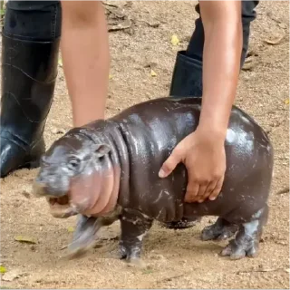 Стикер Hippo - 5