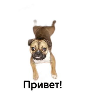 Sticker Собакен - 6