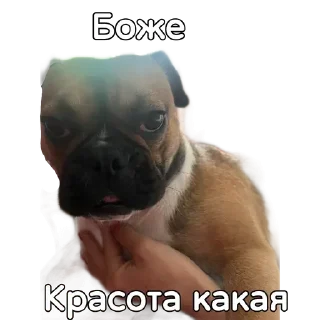 Sticker Собакен - 3