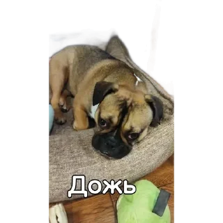 Sticker Собакен - 11