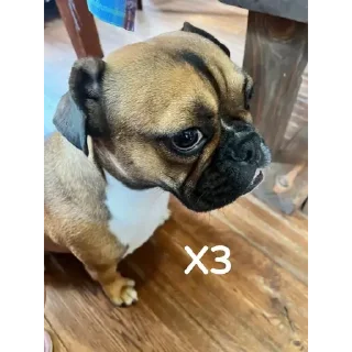 Sticker Собакен - 5