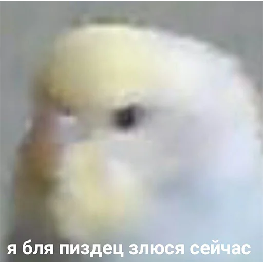 Sticker ПОПУГИ - 11