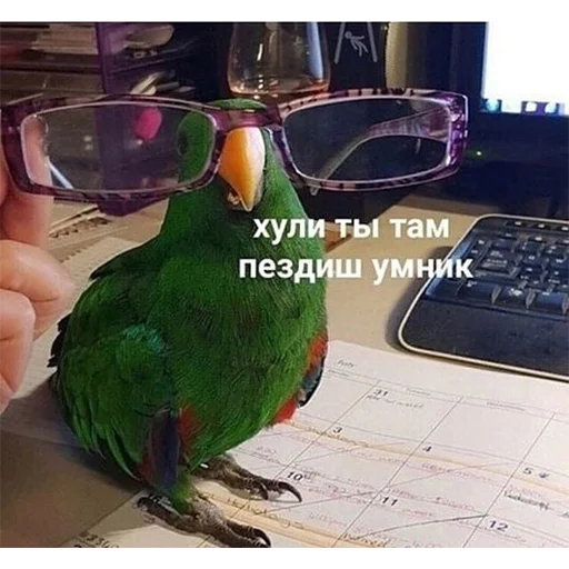 Sticker ПОПУГИ - 10