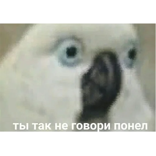 Sticker ПОПУГИ - 8